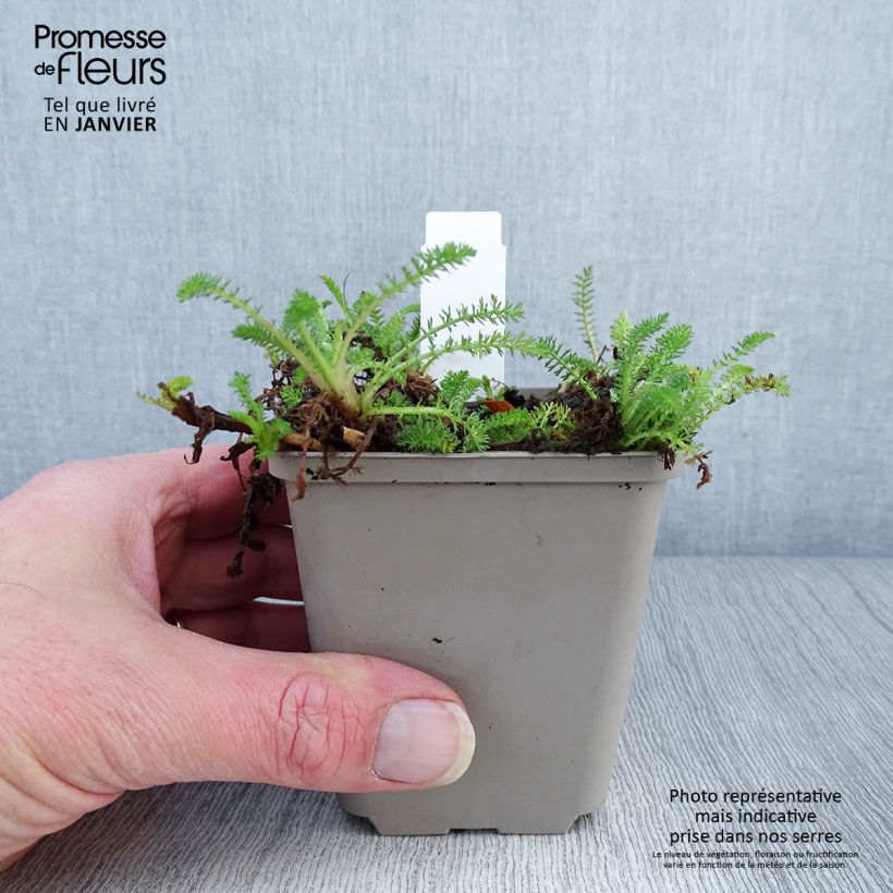 Achillea millefolium Desert Eve Red Vasetto da 7/8 cm esemplare consegnato in inverno