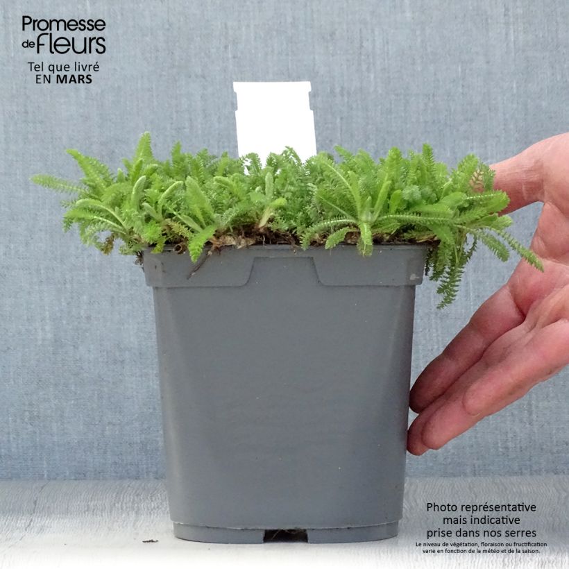 Achillea millefolium Desert Eve Red Vaso da 2L/3L esemplare consegnato in primavera