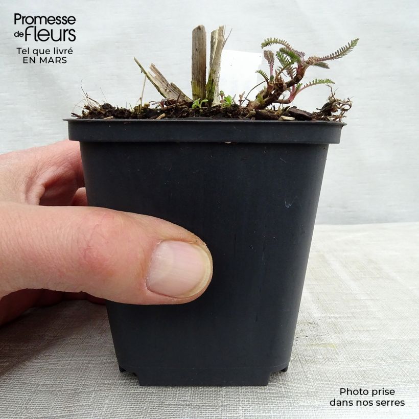 Achillea Hoffnung Vasetto da 8/9 cm esemplare consegnato in primavera