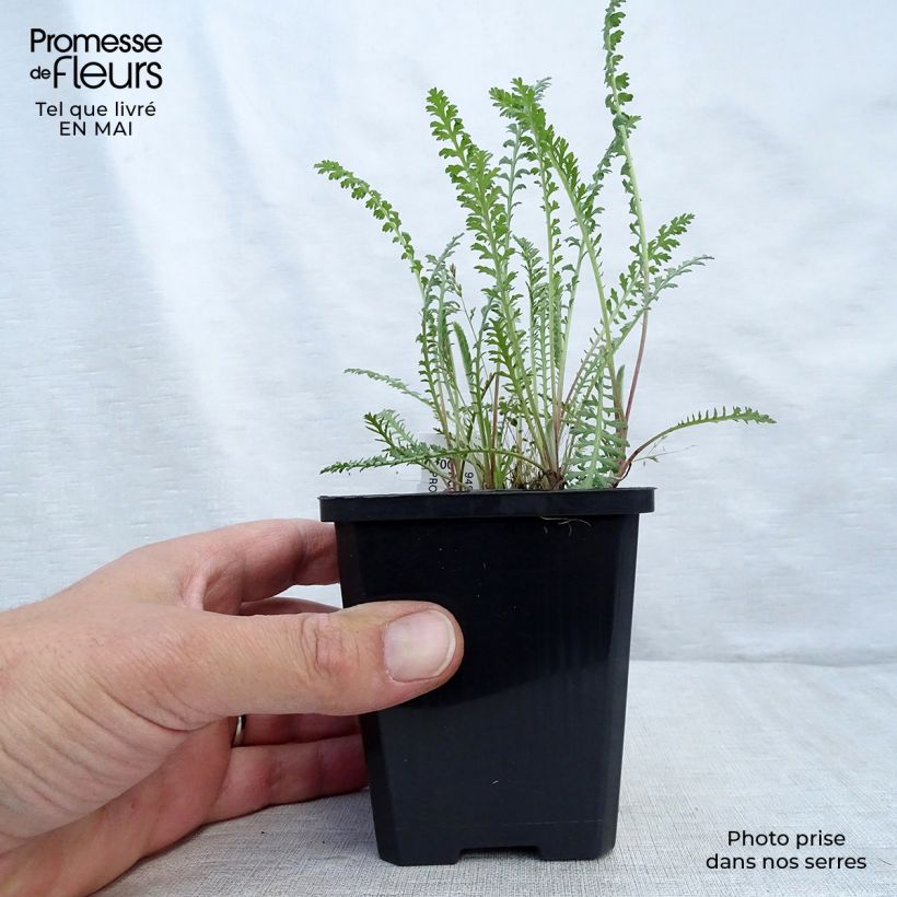 Achillea millefolium Walter Funcke Vasetto da 8/9 cm esemplare consegnato in primavera