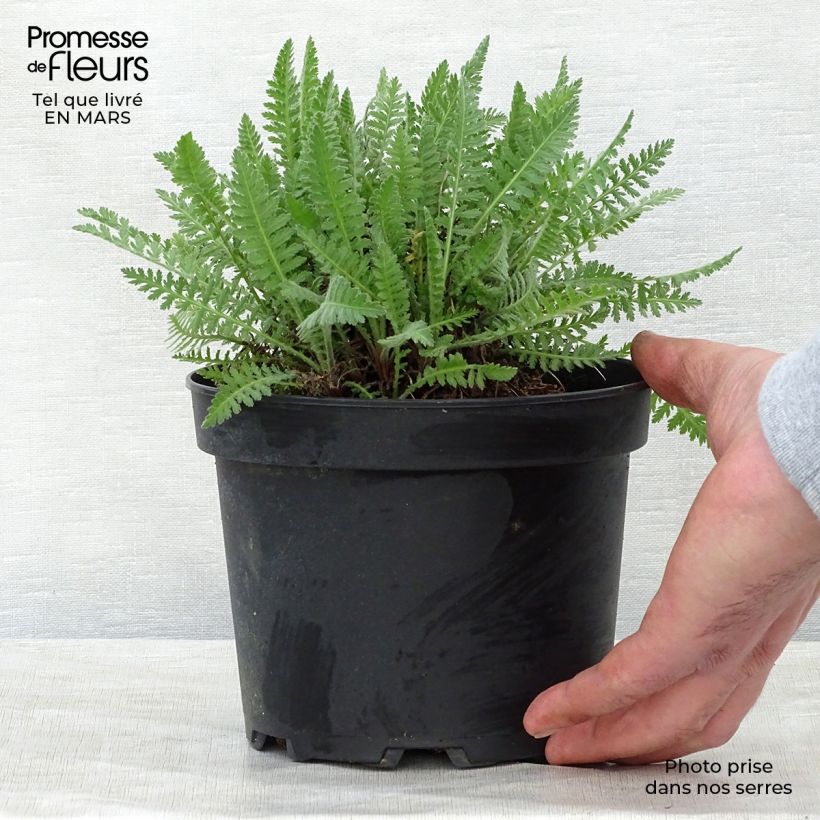 Example of Achillea fillipendulina Cloth of Gold Vaso da 2L/3L as you get in printemps