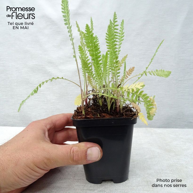 Example of Achillea fillipendulina Cloth of Gold Vasetto da 8/9 cm as you get in printemps