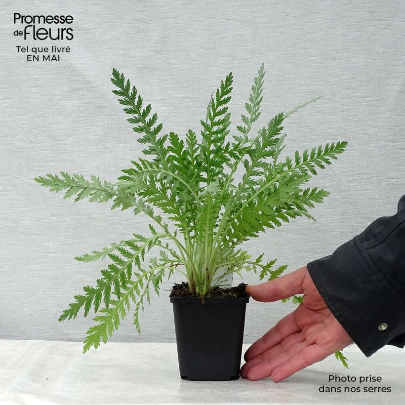 Example of Achillea filipendulina Golden Plate Vasetto da 7/8 cm as you get in printemps