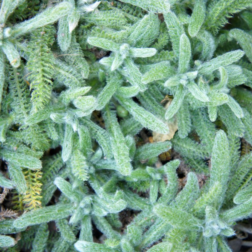 Achillea tomentosa Aurea - Millefoglio giallo (Foliage)
