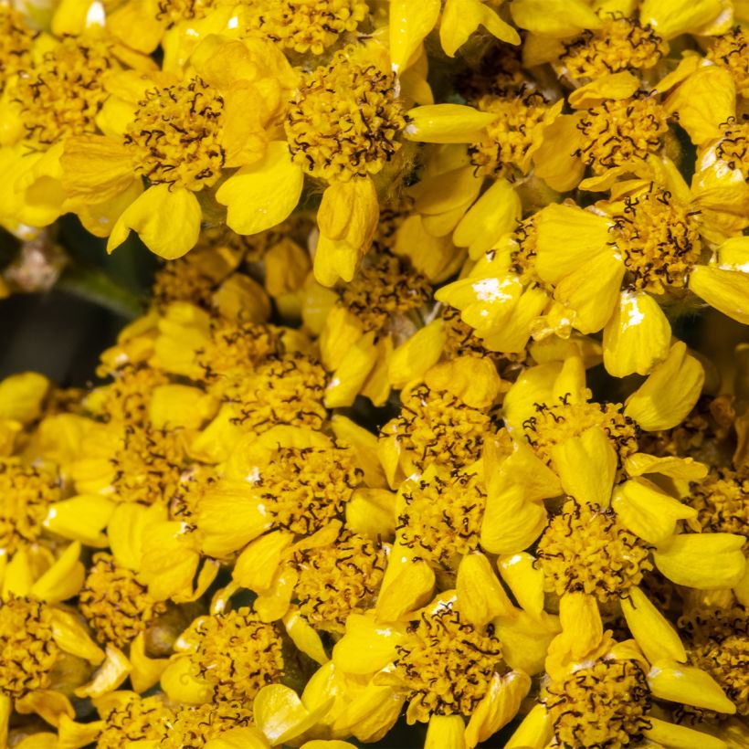 Achillea tomentosa Aurea - Millefoglio giallo (Flowering)