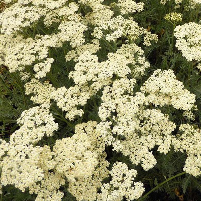 Achillea millefolium Alabaster (Fioritura)