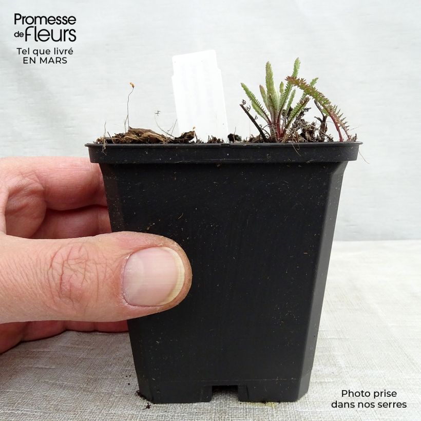 Achillea millefolium Lachsschönheit Vasetto da 8/9 cm esemplare consegnato in primavera