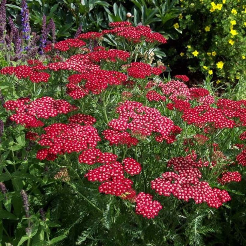 Achillea millefolium Peggy Sue (Fioritura)
