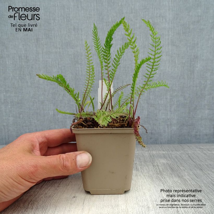 Achillea millefolium Red Beauty Vasetto da 8/9 cm esemplare consegnato in primavera