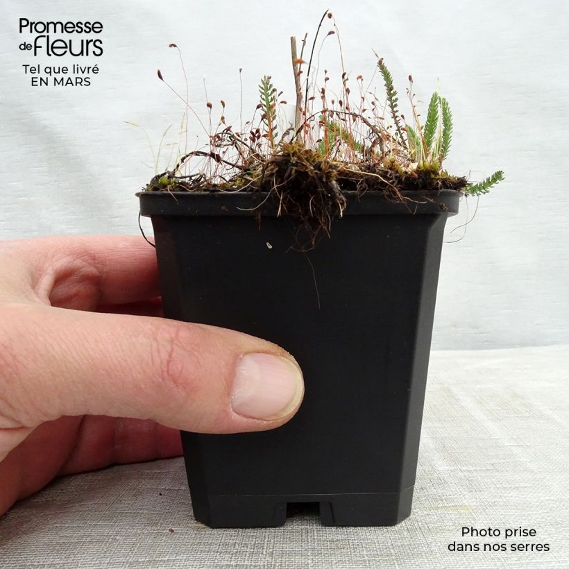 Example of Achillea millefolium Sammetriese Vasetto da 8/9 cm as you get in printemps