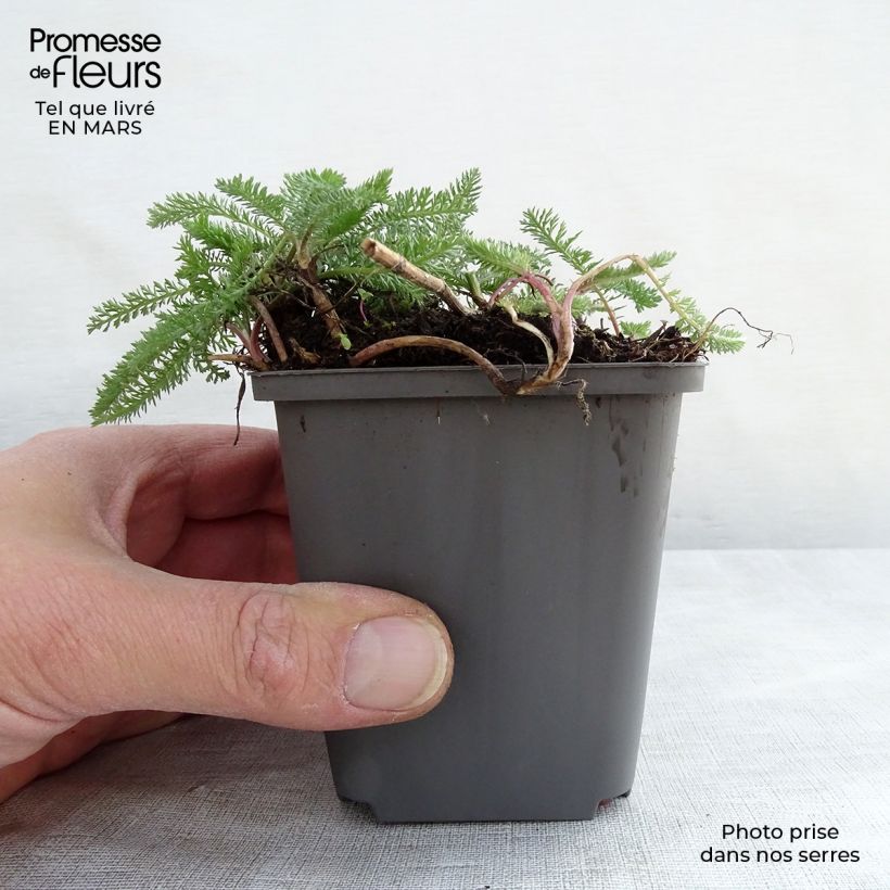 Example of Achillea millefolium White Beauty Vasetto da 8/9 cm as you get in printemps