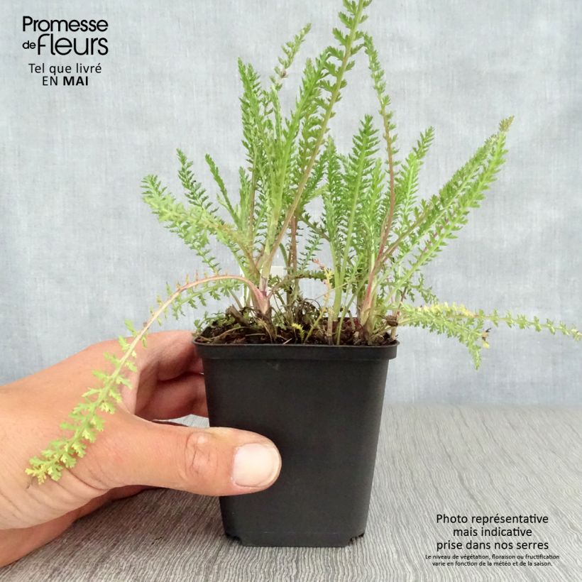 Example of Achillea millefolium Tutti Frutti Apricot Delight Vasetto da 8/9 cm as you get in printemps