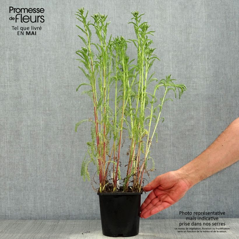 Example of Achillea millefolium Tutti Frutti Apricot Delight Vaso da 2L/3L as you get in printemps