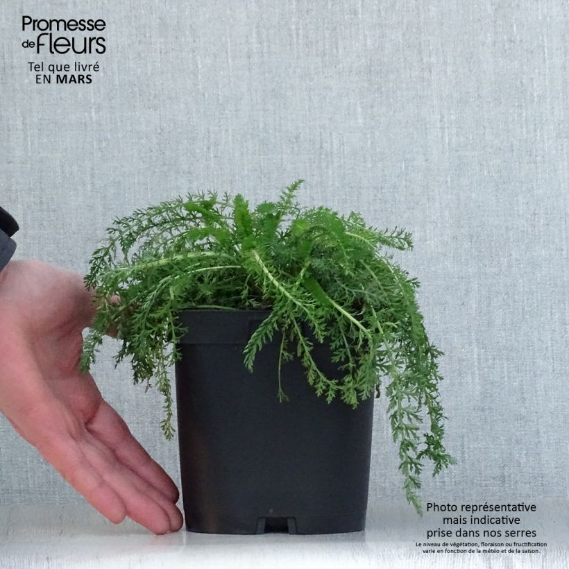 Example of Achillea millefolium Cerise Queen Vaso da 2L/3L as you get in printemps