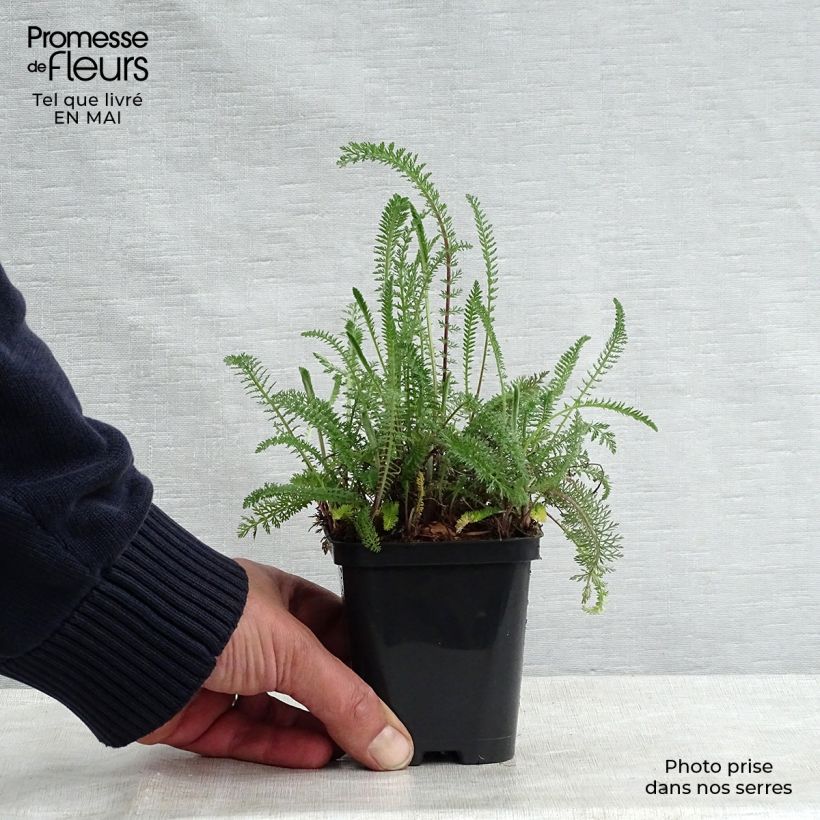 Example of Achillea millefolium Cerise Queen Vasetto da 8/9 cm as you get in printemps