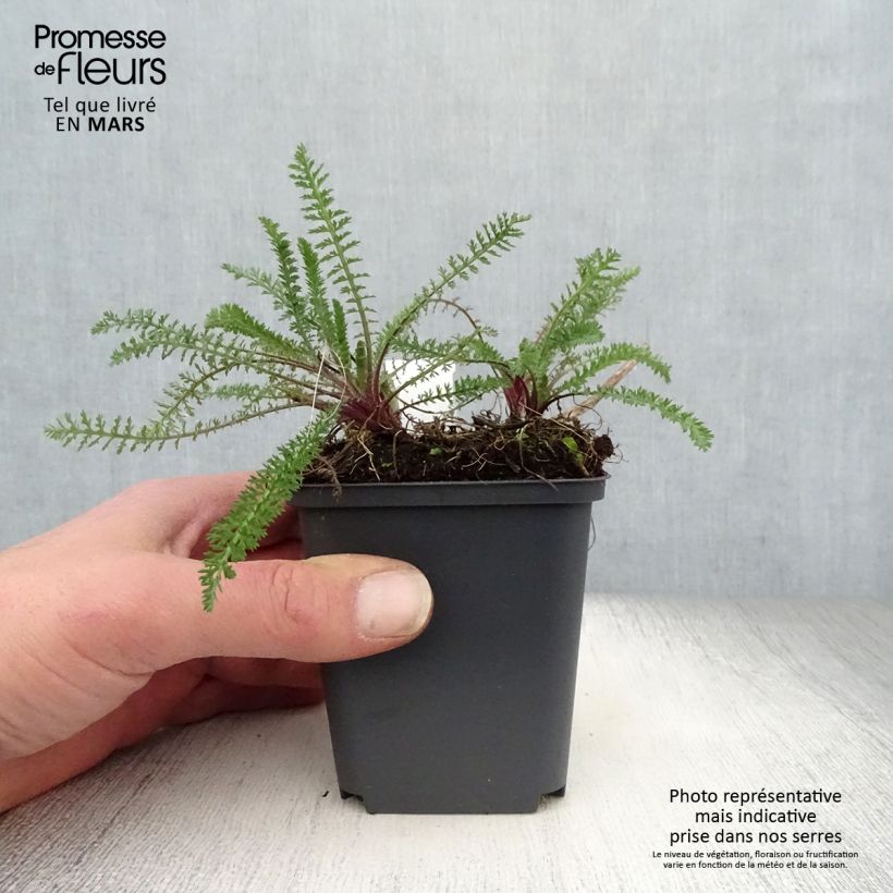 Example of Achillea millefolium Excel Vasetto da 8/9 cm as you get in printemps