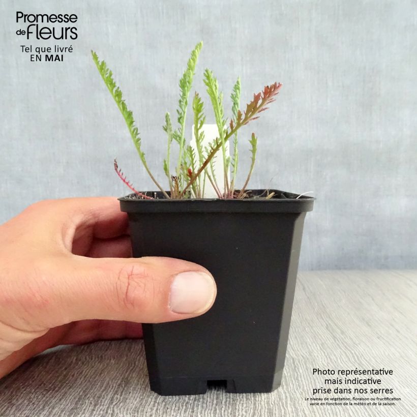 Achillea millefolium Feuerland Vasetto da 8/9 cm esemplare consegnato in primavera