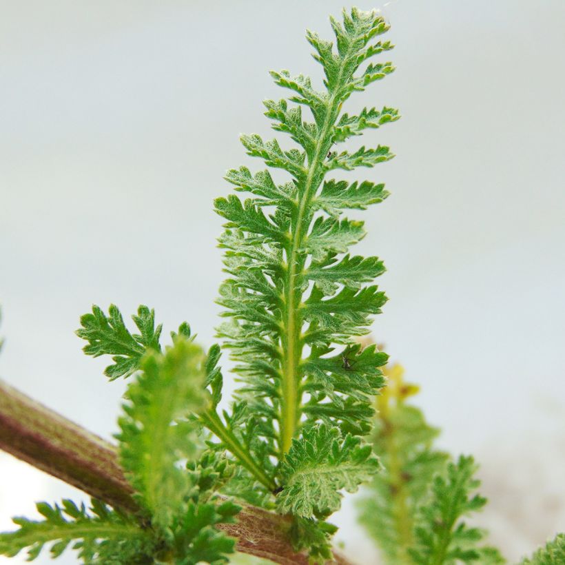 Achillea millefolium Heinrich Vogeler (Fogliame)