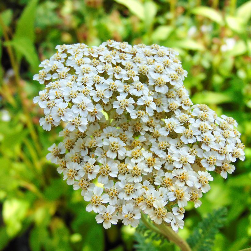 Achillea millefolium Heinrich Vogeler (Fioritura)