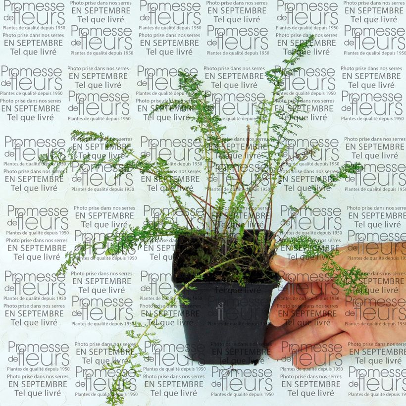 Esempio di esemplare Achillea millefolium Jacqueline Vasetto da 8/9 cm come consegnato
