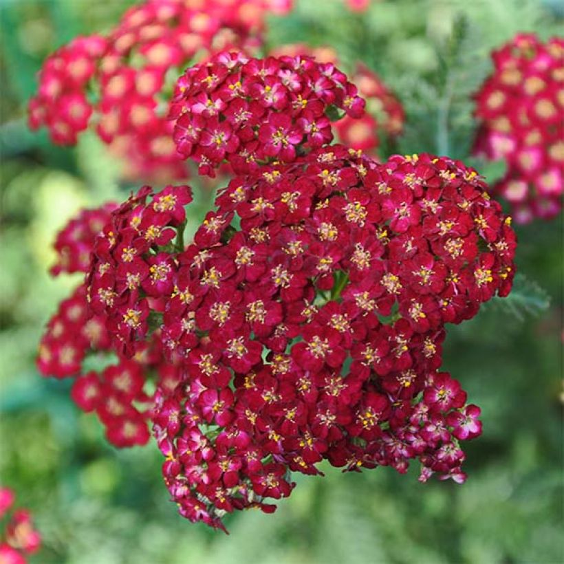 Achillea millefolium Laura (Fioritura)