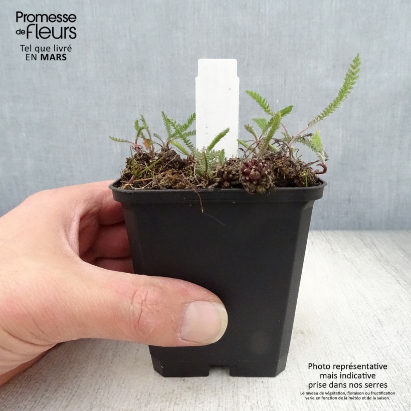 Example of Achillea millefolium Lilac Beauty Vasetto da 8/9 cm as you get in printemps