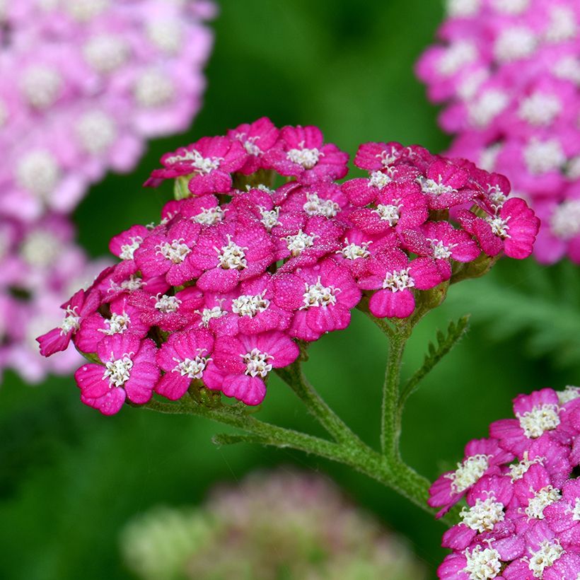 Achillea millefolium New Vintage Violet (Fioritura)