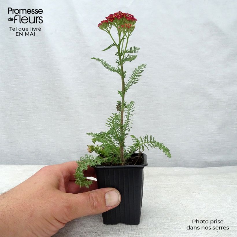 Achillea millefolium Paprika Vasetto da 7/8 cm esemplare consegnato in primavera