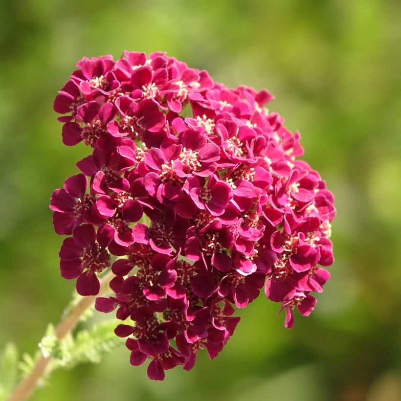 Achillea millefolium Pomegranate (Fioritura)