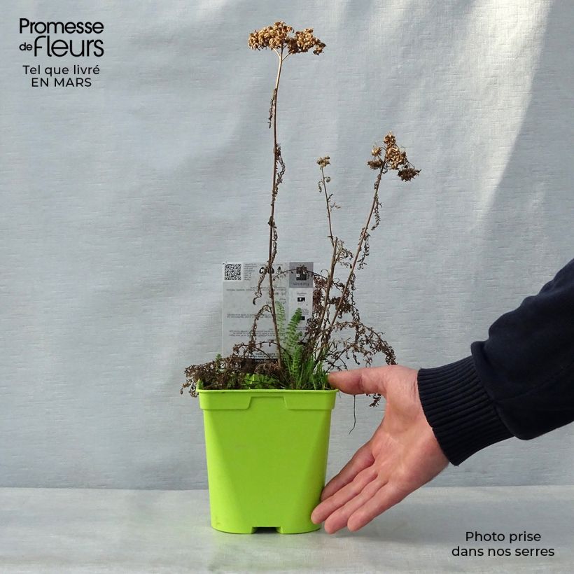 Achillea millefolium Pomegranate Vaso da 2L/3L esemplare consegnato in primavera