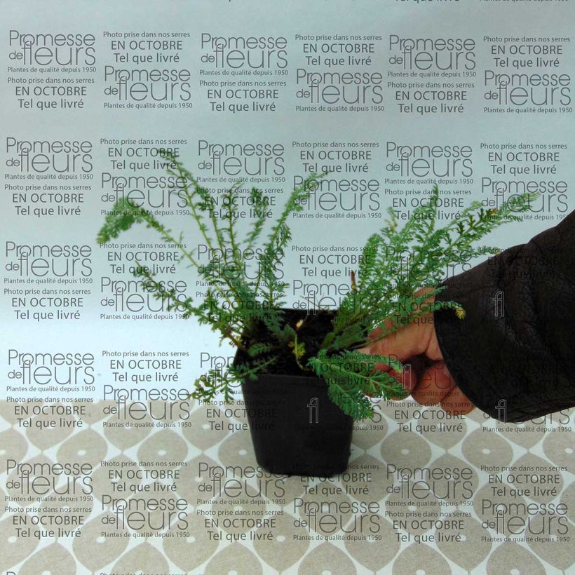 Esempio di esemplare Achillea millefolium Pretty Woman Vasetto da 8/9 cm come consegnato