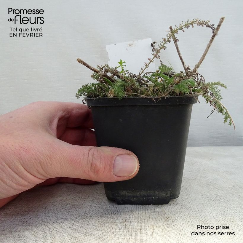 Achillea millefolium Salmon Beauty Vasetto da 8/9 cm esemplare consegnato in inverno