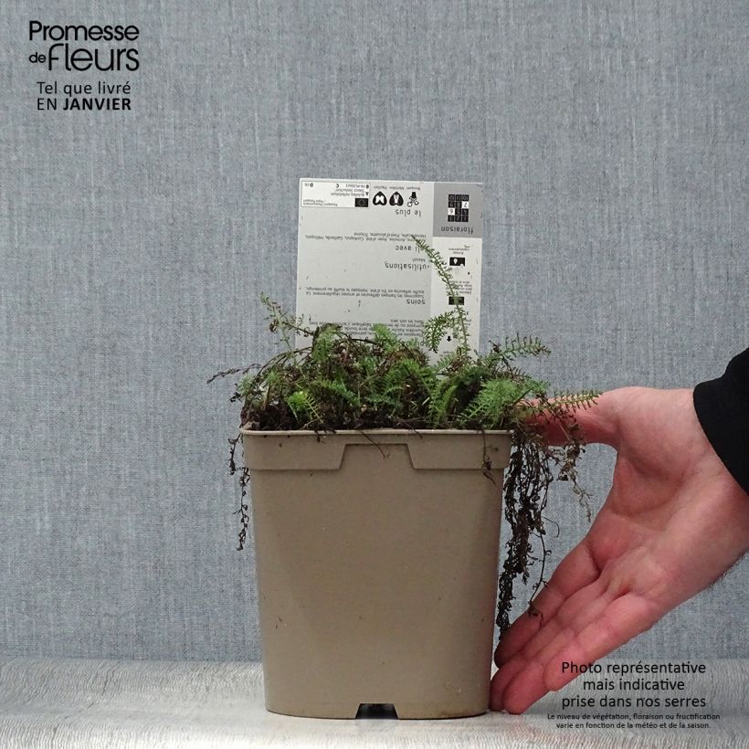 Example of Achillea millefolium Saucy Seduction Vaso da 2L/3L as you get in hiver