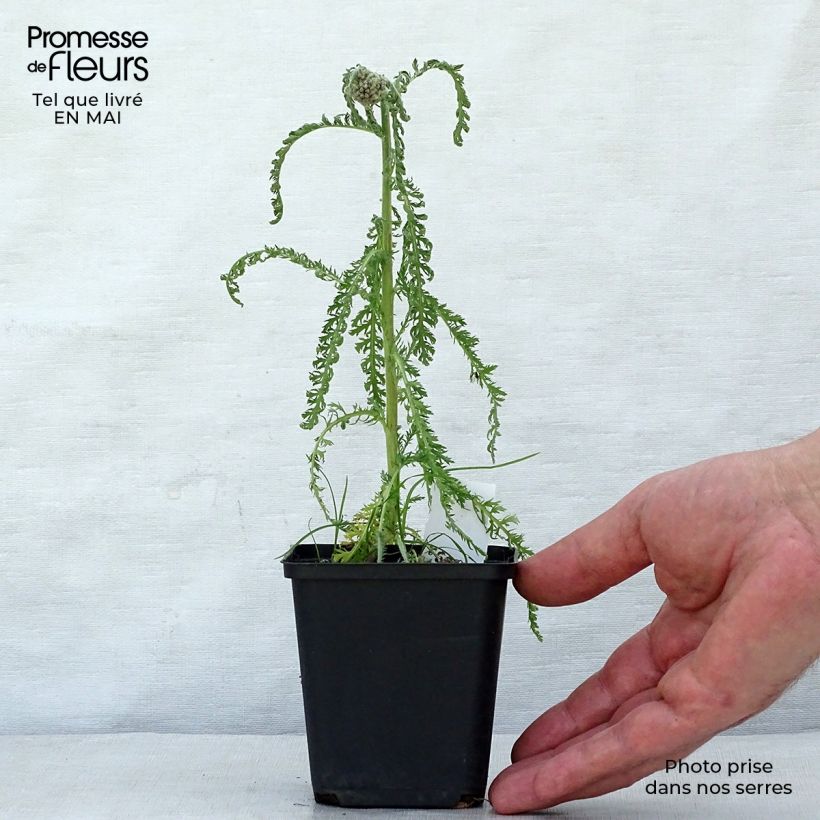 Example of Achillea millefolium Saucy Seduction Vasetto da 8/9 cm as you get in printemps