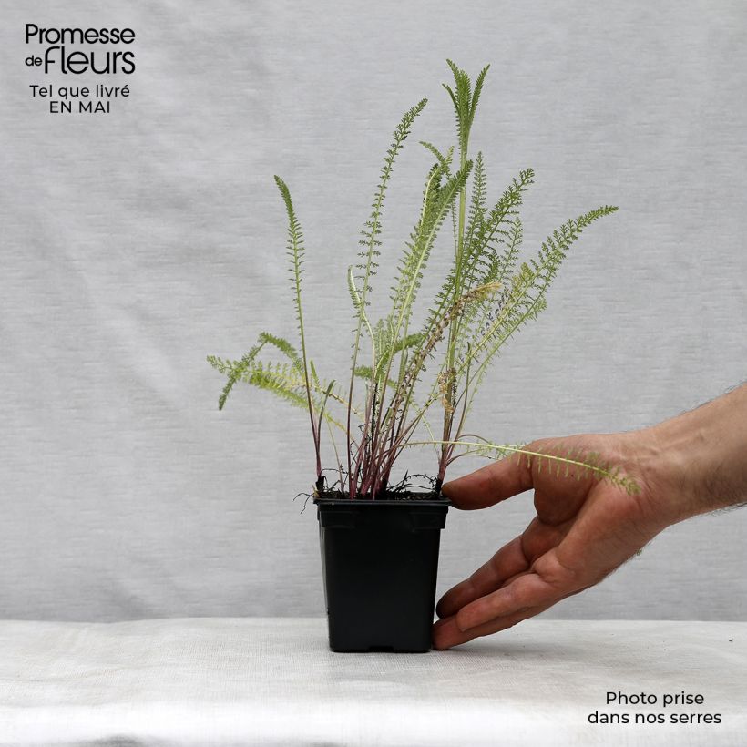 Achillea millefolium Summer Pastel Vasetto da 7/8 cm esemplare consegnato in primavera