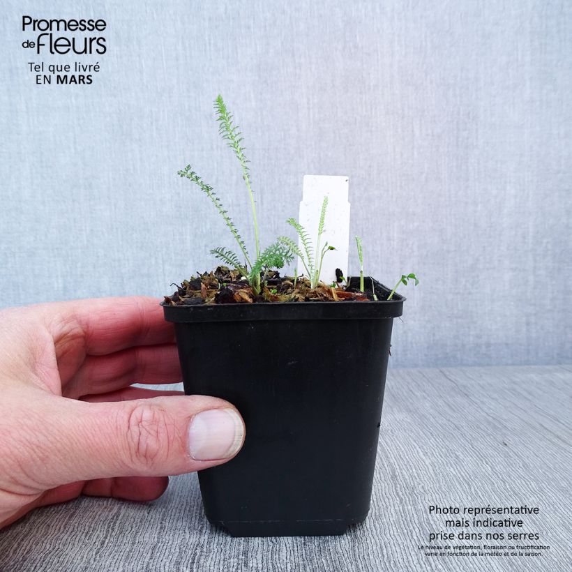 Achillea millefolium Summerwine Vasetto da 8/9 cm esemplare consegnato in primavera