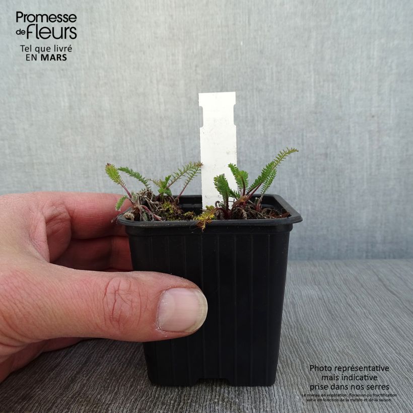 Achillea millefolium The Beacon Vasetto da 8/9 cm esemplare consegnato in inverno