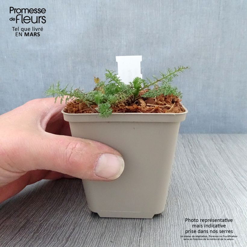 Achillea millefolium Velours Vasetto da 8/9 cm esemplare consegnato in primavera