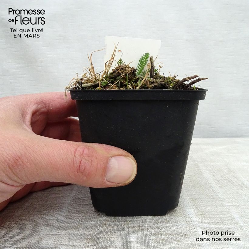 Achillea millefolium Mondpagode Vasetto da 8/9 cm esemplare consegnato in primavera