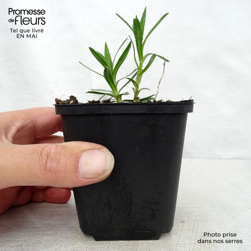 Example of Achillea ptarmica Nana Compacta Vasetto da 8/9 cm as you get in printemps