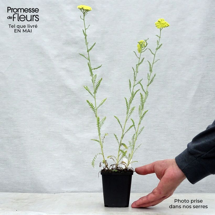 Achillea taygetea Vasetto da 8/9 cm esemplare consegnato in primavera