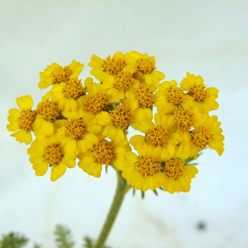 Achillea tomentosa - Millefoglio giallo (Fioritura)