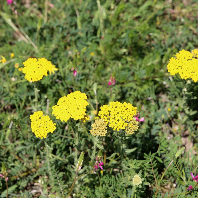 Achillea tomentosa - Millefoglio giallo (Porto)