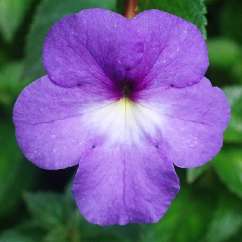 Achimenes Blue (Fioritura)