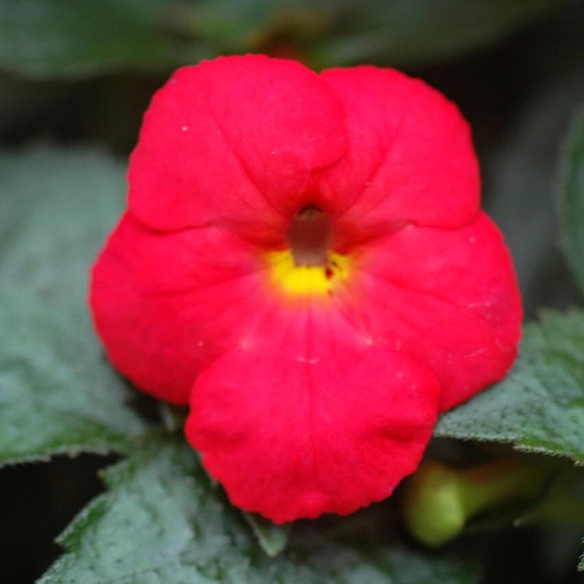 Achimenes Red (Fioritura)