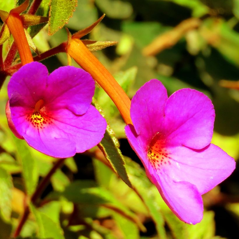 Achimenes Pink (Flowering)