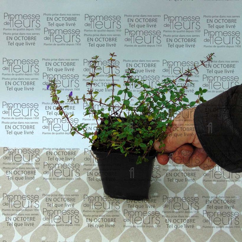 Esempio di esemplare Acinos alpinus Acino alpino Vasetto da 8/9 cm come consegnato