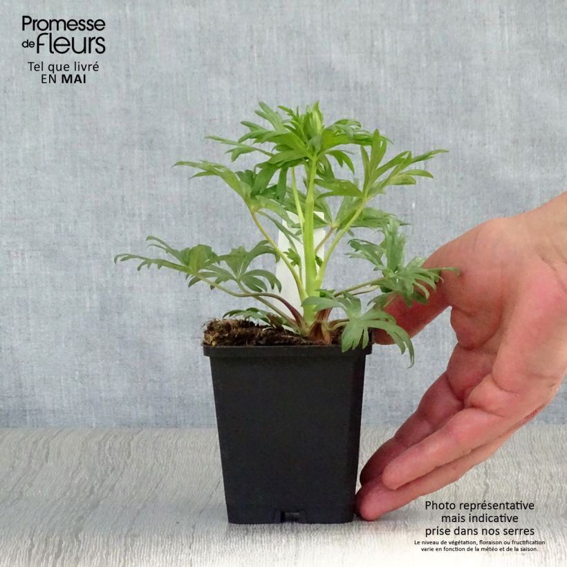 Example of Aconitum henryi Spark's Variety Vasetto da 8/9 cm as you get in printemps