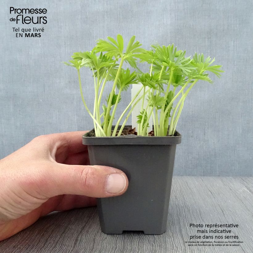 Aconitum napellus Album - Aconito napello Vasetto da 8/9 cm esemplare consegnato in primavera