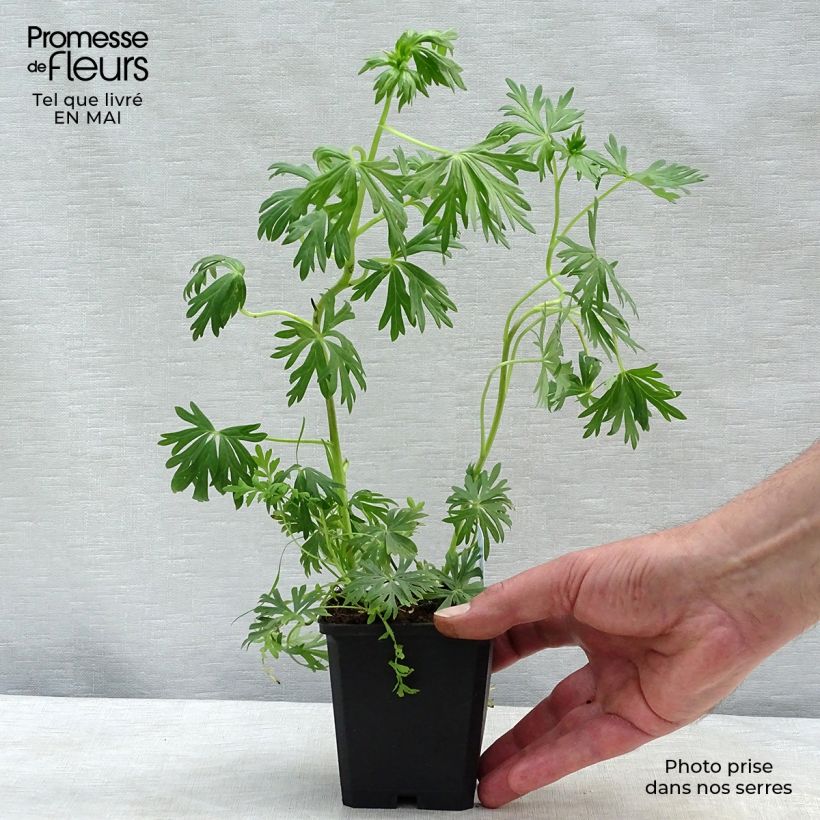 Example of Aconitum napellus Schneewittchen - Aconito napello Vasetto da 8/9 cm as you get in printemps